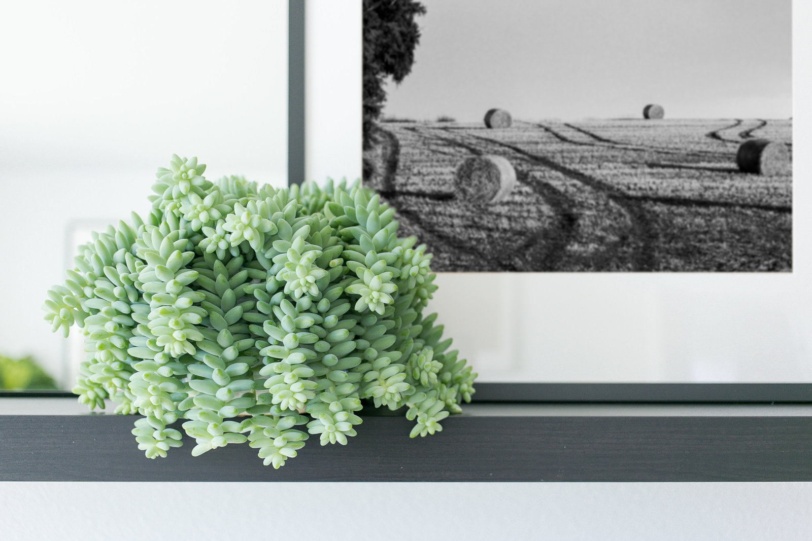 Modern BnB Living Room Design with black photo ledge, succulents for soft texture and black and relaxing black and white landscape prints.