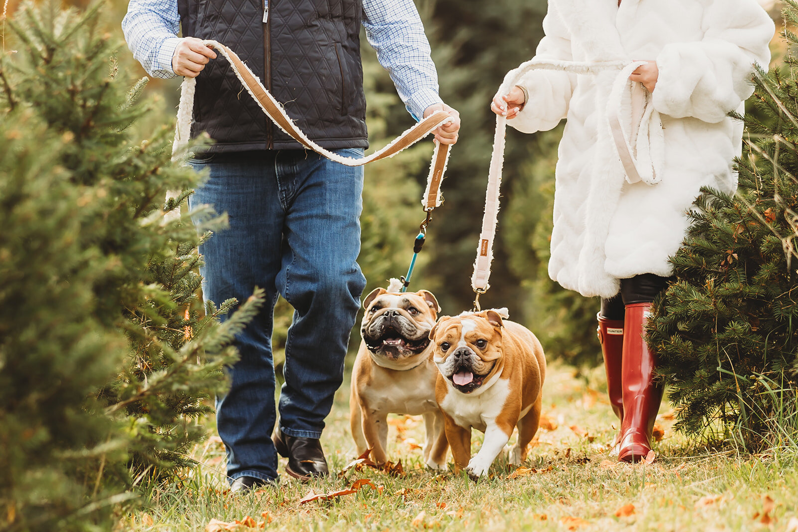 harrisburg-dog-photographer_8564_websize