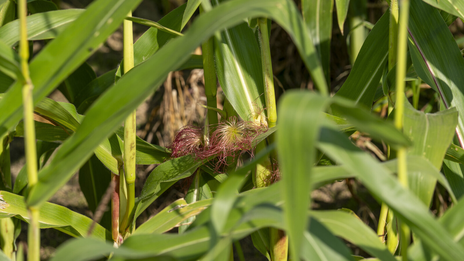 Agriculture crop spraying with Raven 6 Rising