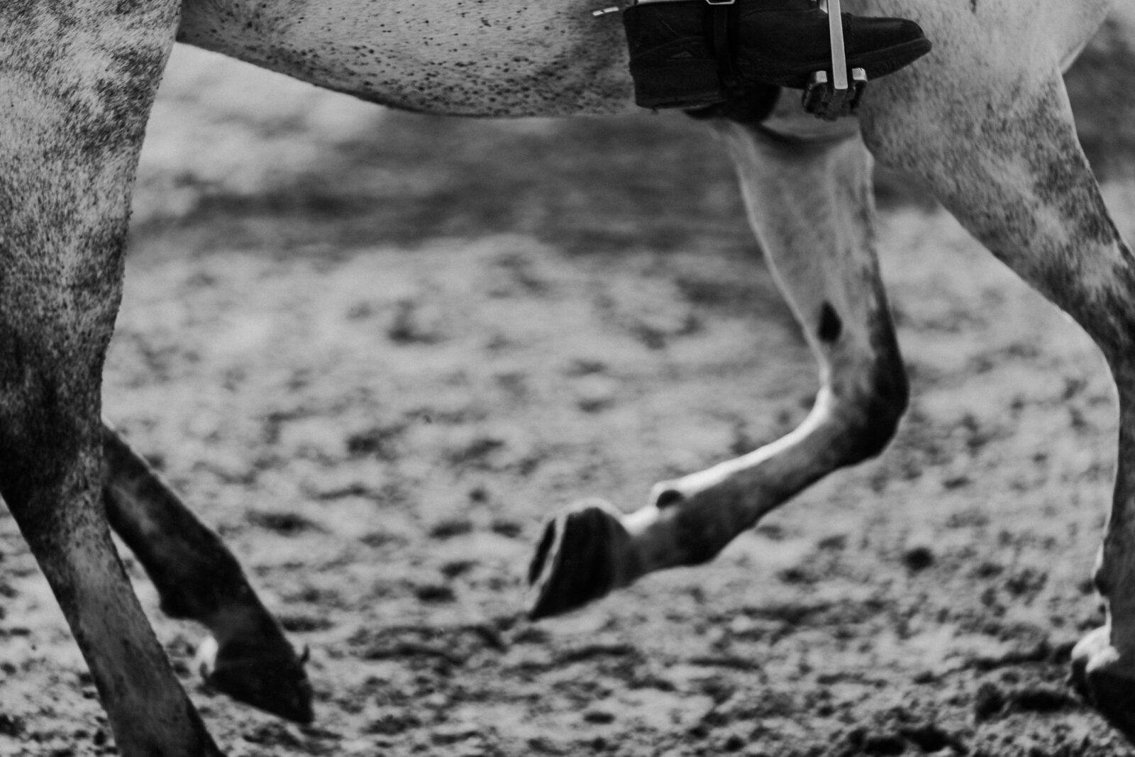 A grey horse cantering with a focus on its feet. 