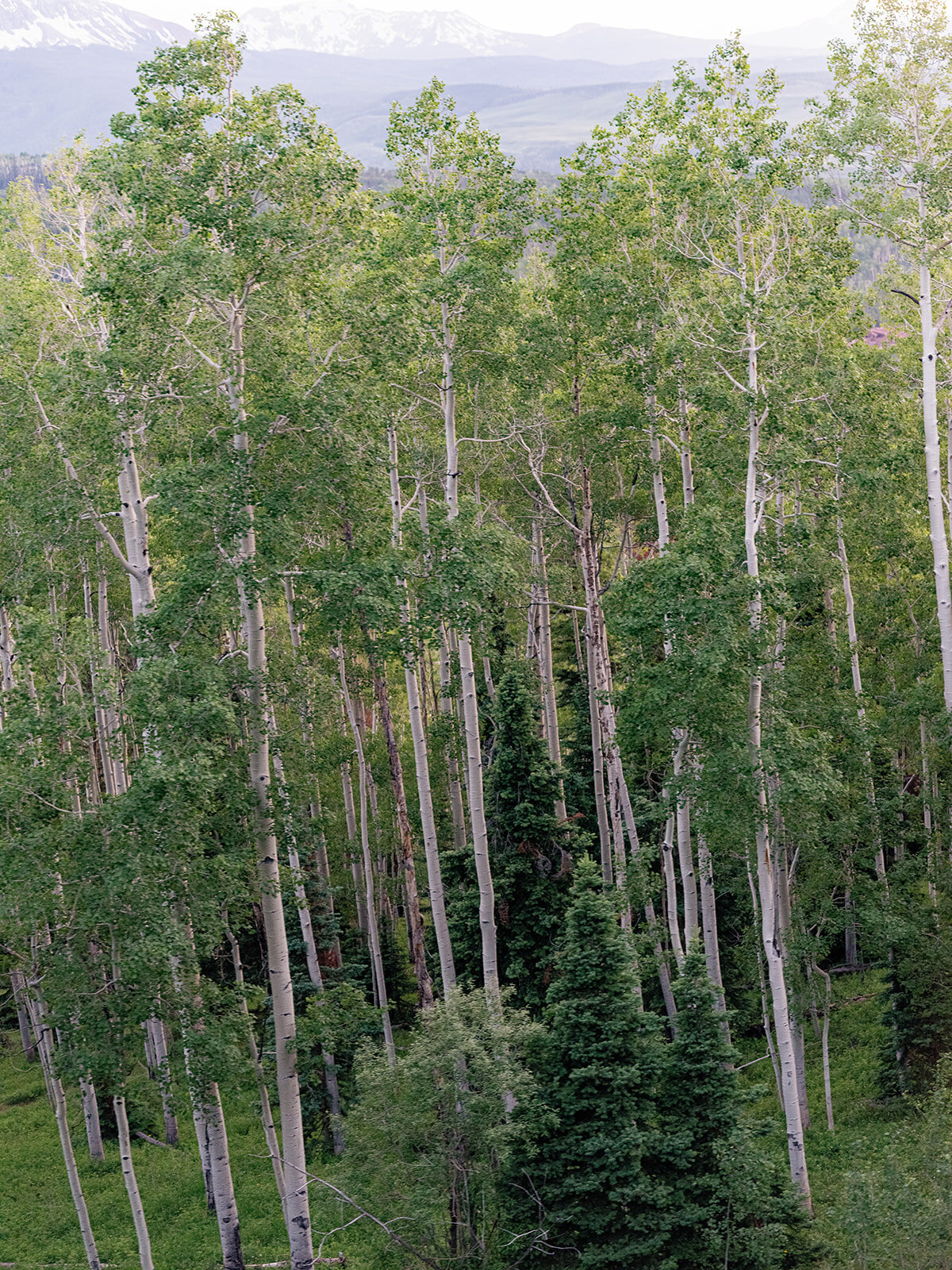 Summer Telluride Wedding Photographer-Wedding--251_websize