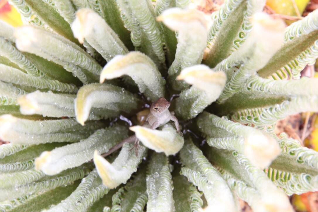 Lizard hiding in plant