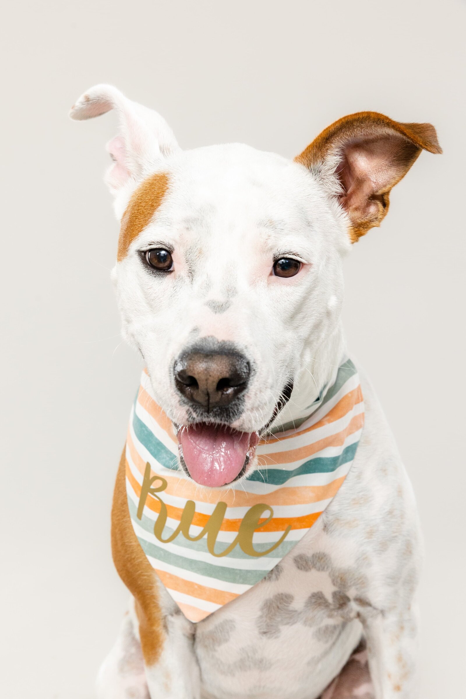 The Beloved Pup Photo Studio - Birmingham, Alabama Commercial Dog Photographer 21
