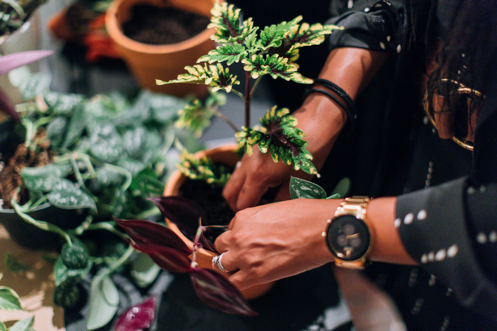 Came_Thru_Clippin_Taylor_Hov_Erika_Layne_Modern_foliage_DC_plant_event-5115-2-X3