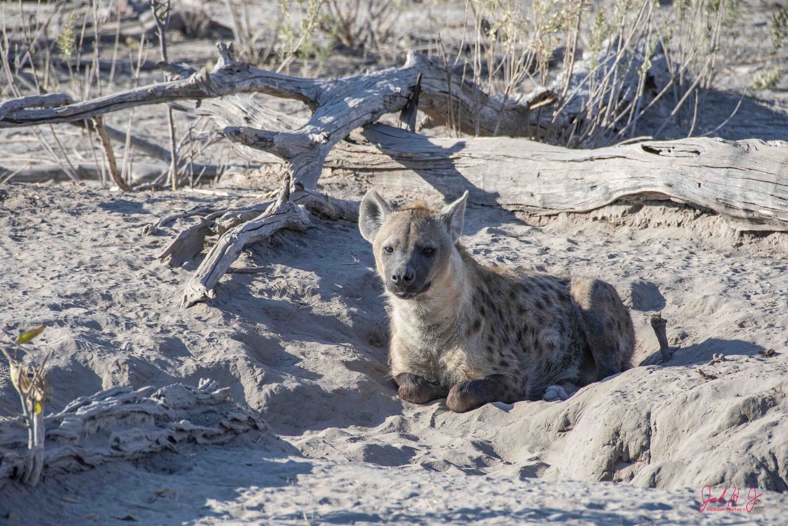 2019 Hyena