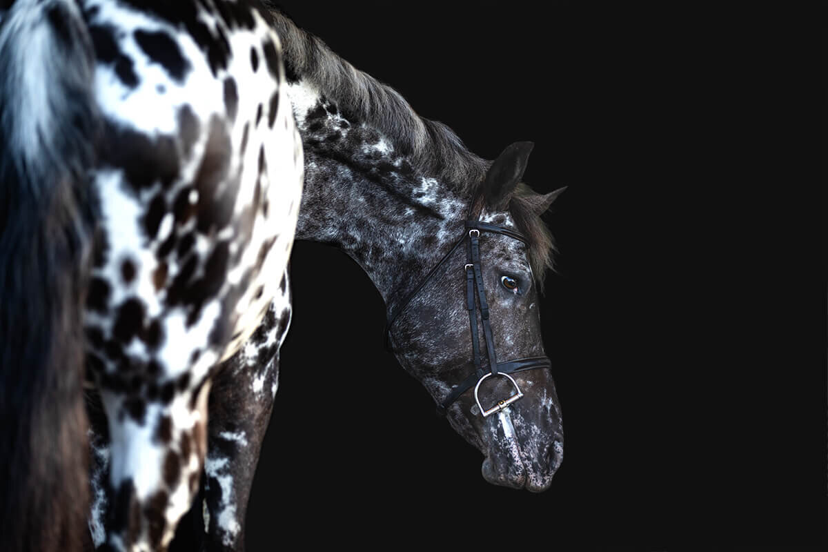 El-Paso-Texas-Fine-Art-Horse-Photographer-004