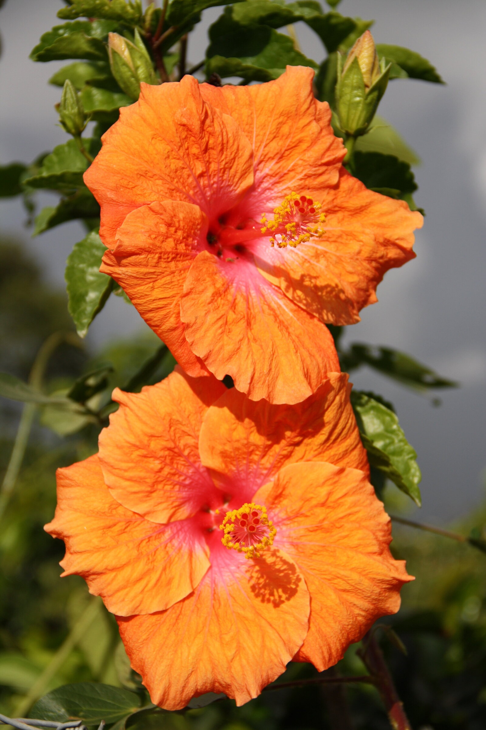 Orange hibiscus - Colombia