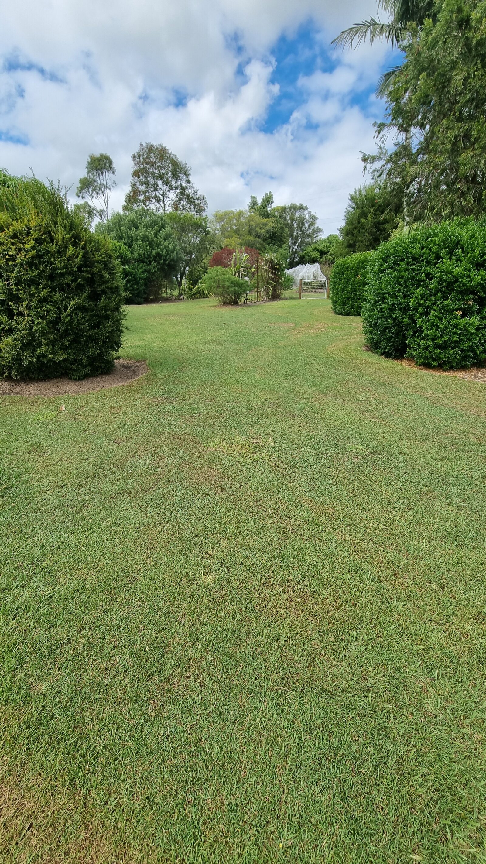 farmstay-dogs-schnoodle-breeders-schnoodle-puppies-nsw36