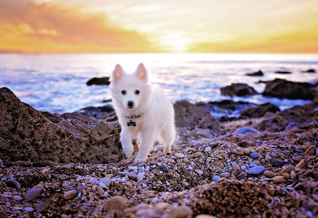 Los-Angeles-pet-photographer-Paw-Prints-Pet-Portraiture-Eskimo-Dog-Puppy-beach