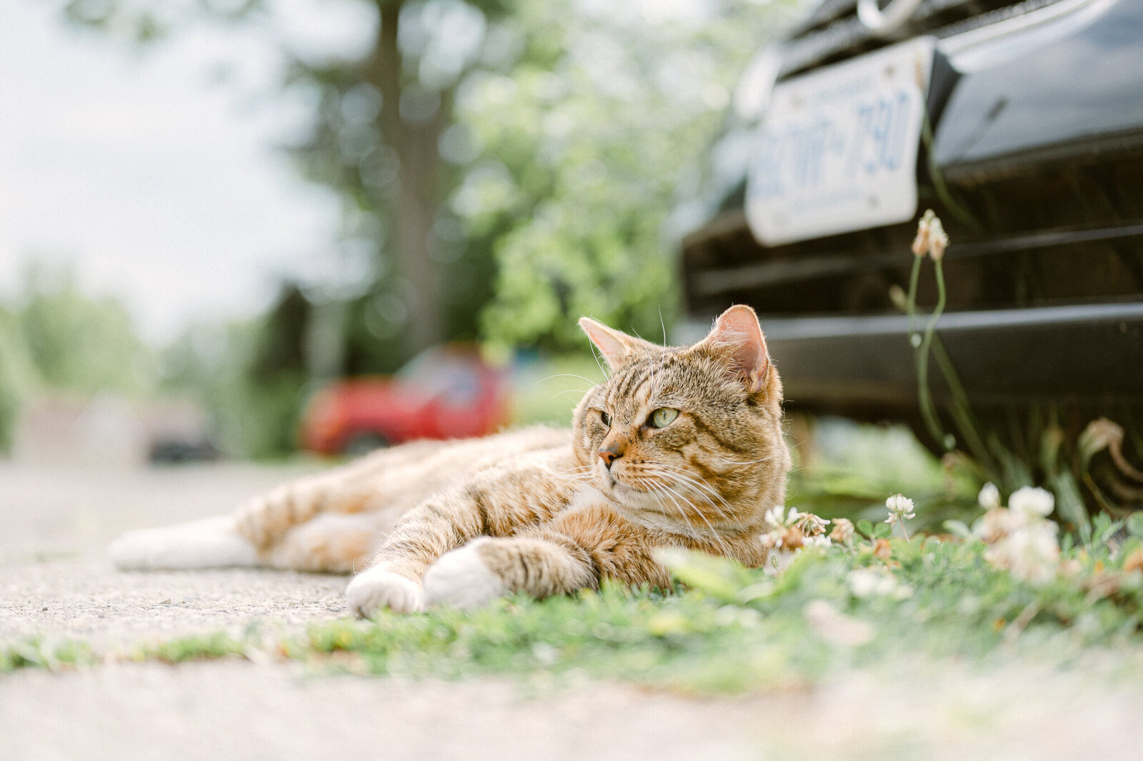 Neighbourhood Cats4