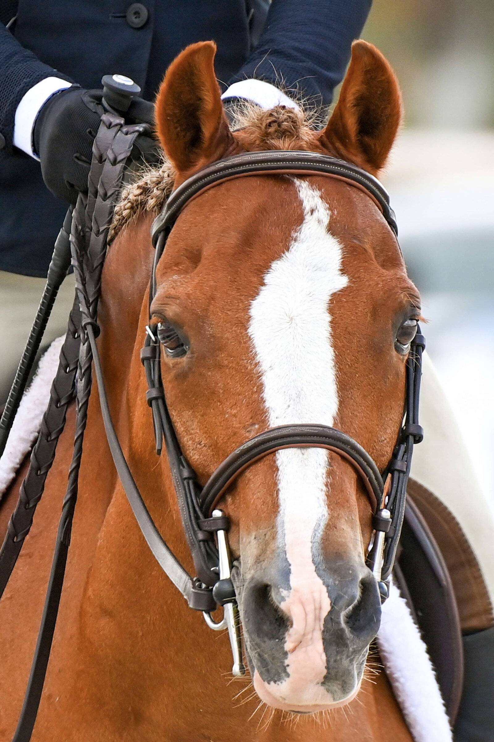 ocala horse show photography of a  closeup of a pony's face