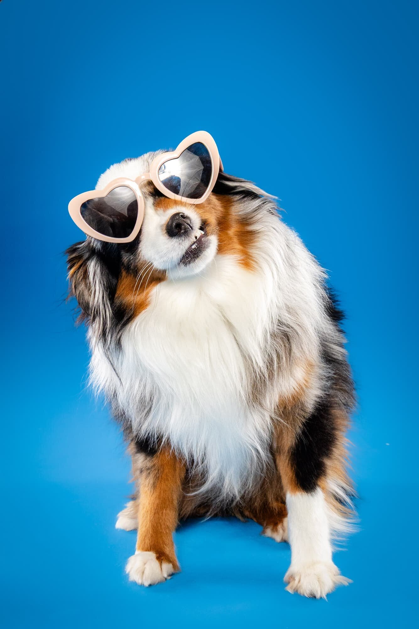 The Beloved Pup Photo Studio - Birmingham, Alabama Dog and Pet Photographer Portfolio 11