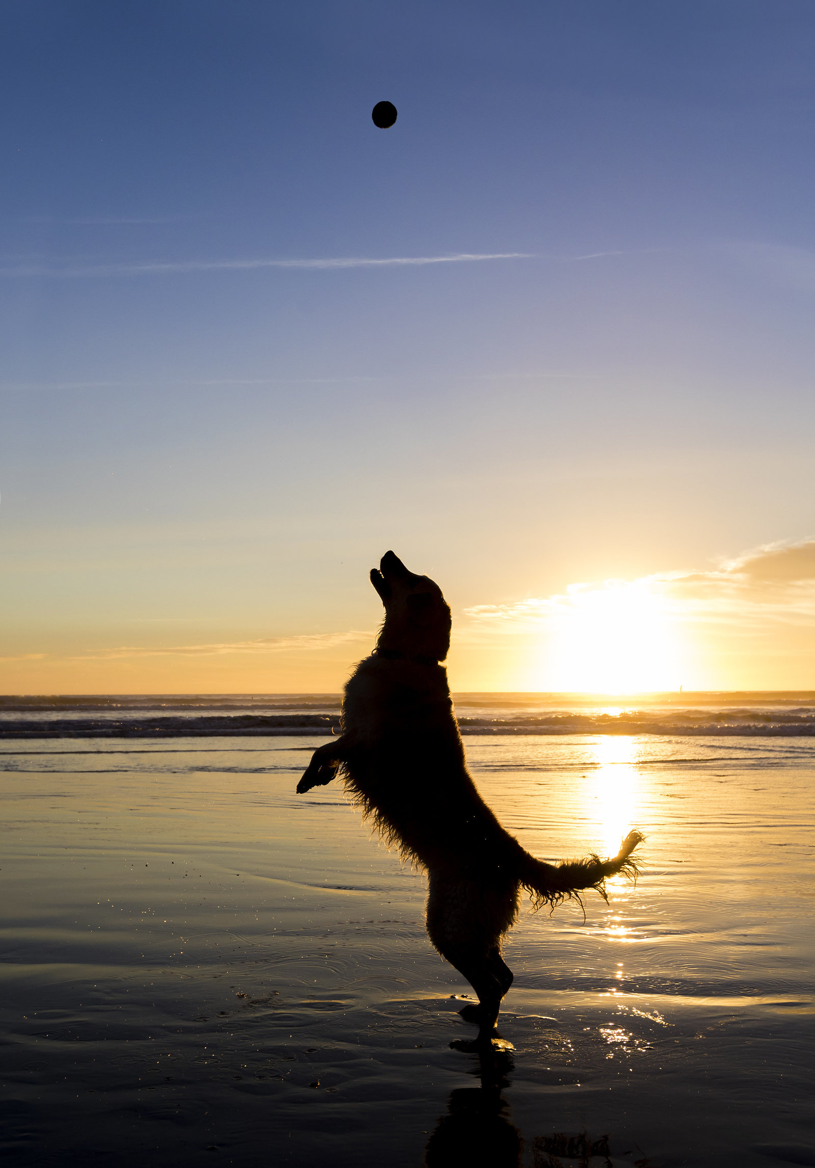 best dog photographer san diego 1