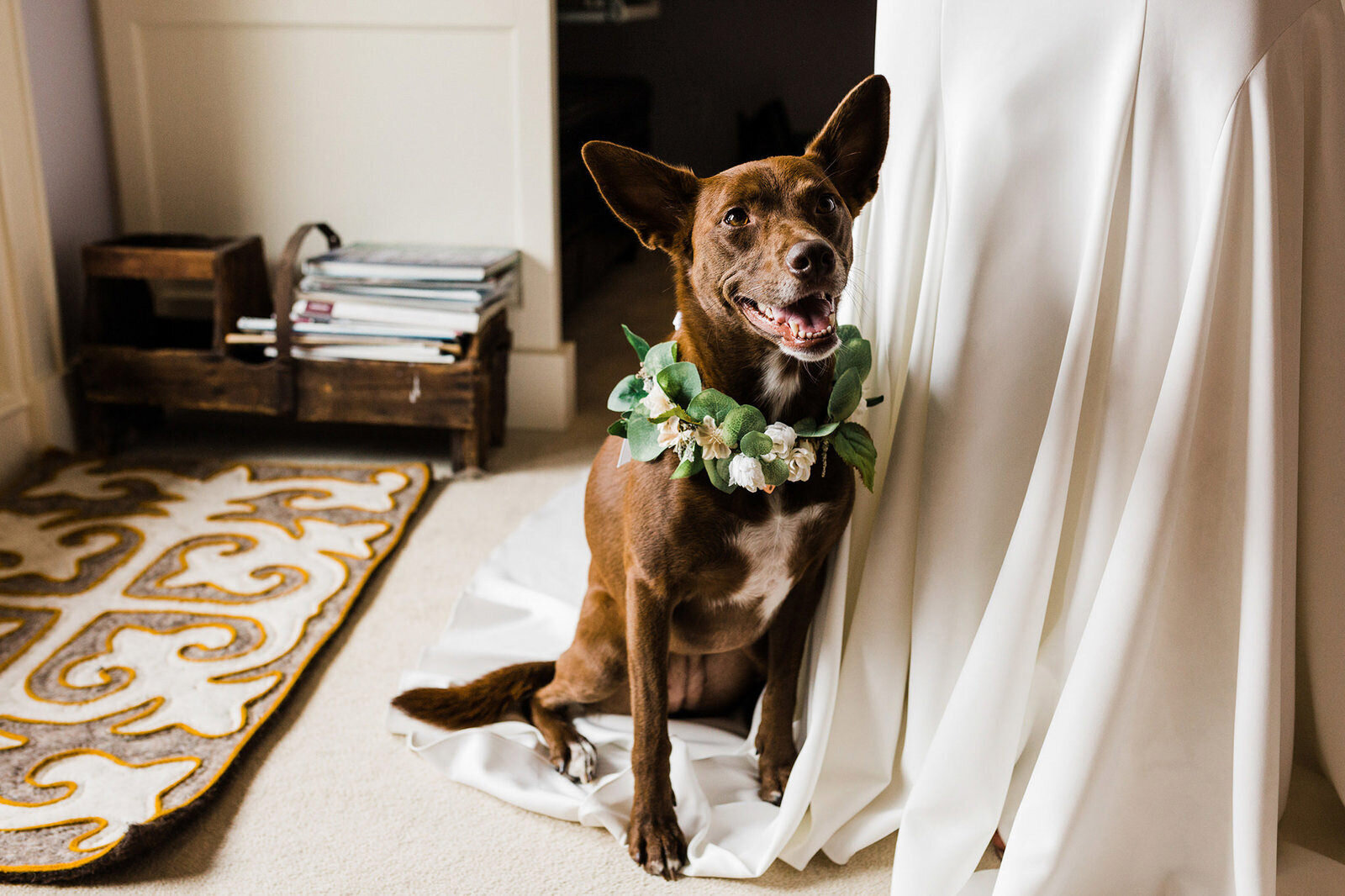 Pacific Northwest elopement photographer captured this sweet photo of a bride's dog wearing a flower collar