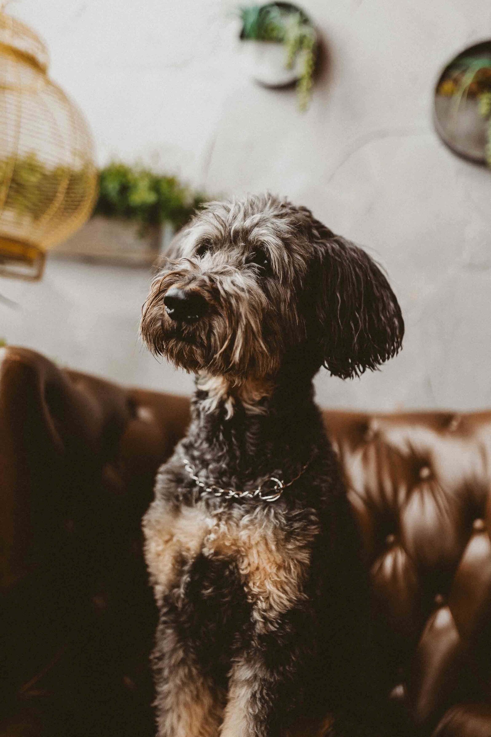 dog sitting on the couch