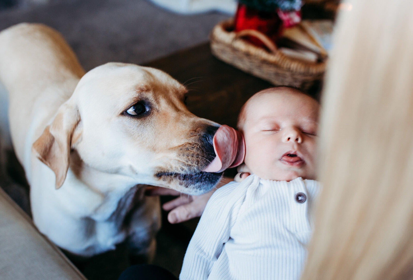 dog is licking newborn, life style session with newborn in toledo