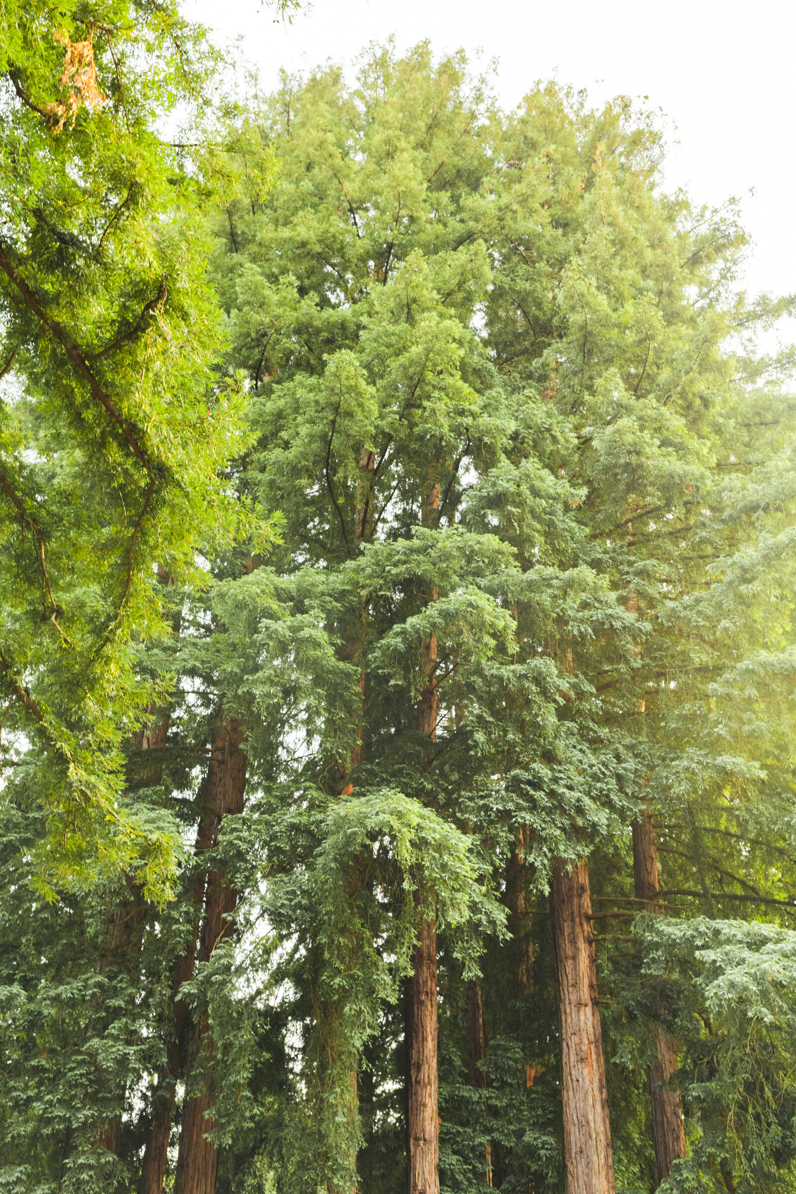 Colorful wedding reception in Santa Cruz, California in the redwood trees.