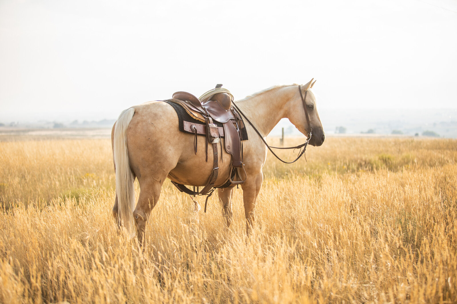 Ranch gelding sale photo