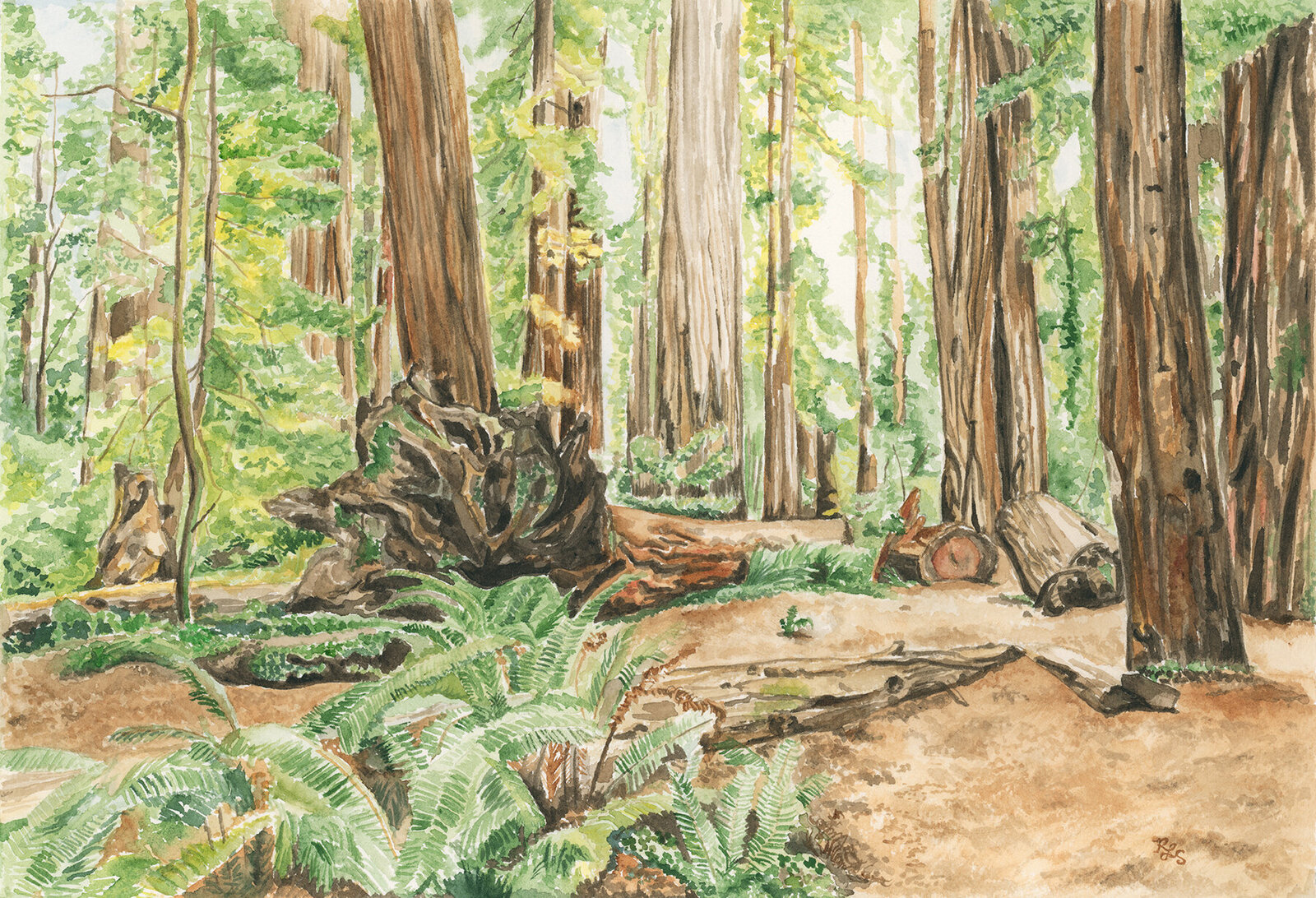 small Redwood Uprooted in Time