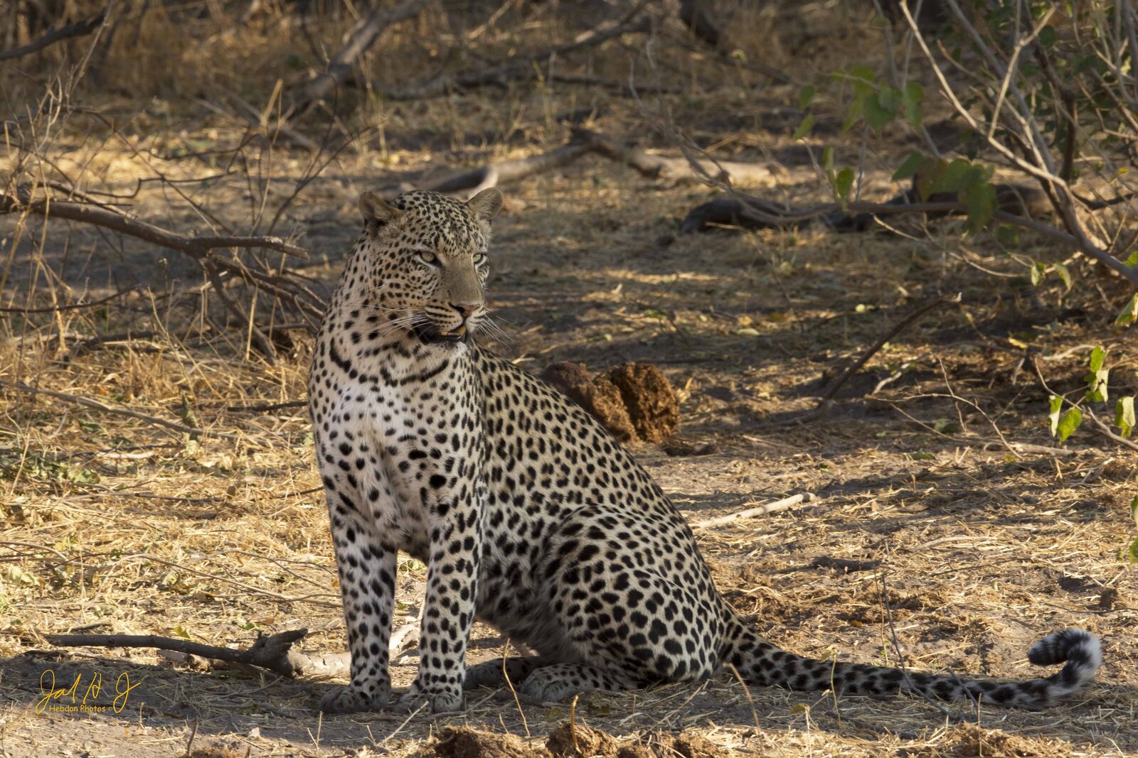 2016 Leopard (1)