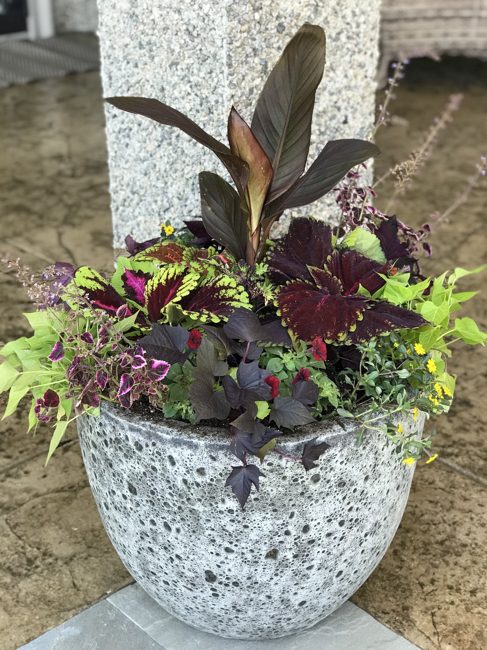 BKC4U PLANTED STONE CONTAINER WITH CANNA COLEOUS FOR SPRING SUMMER