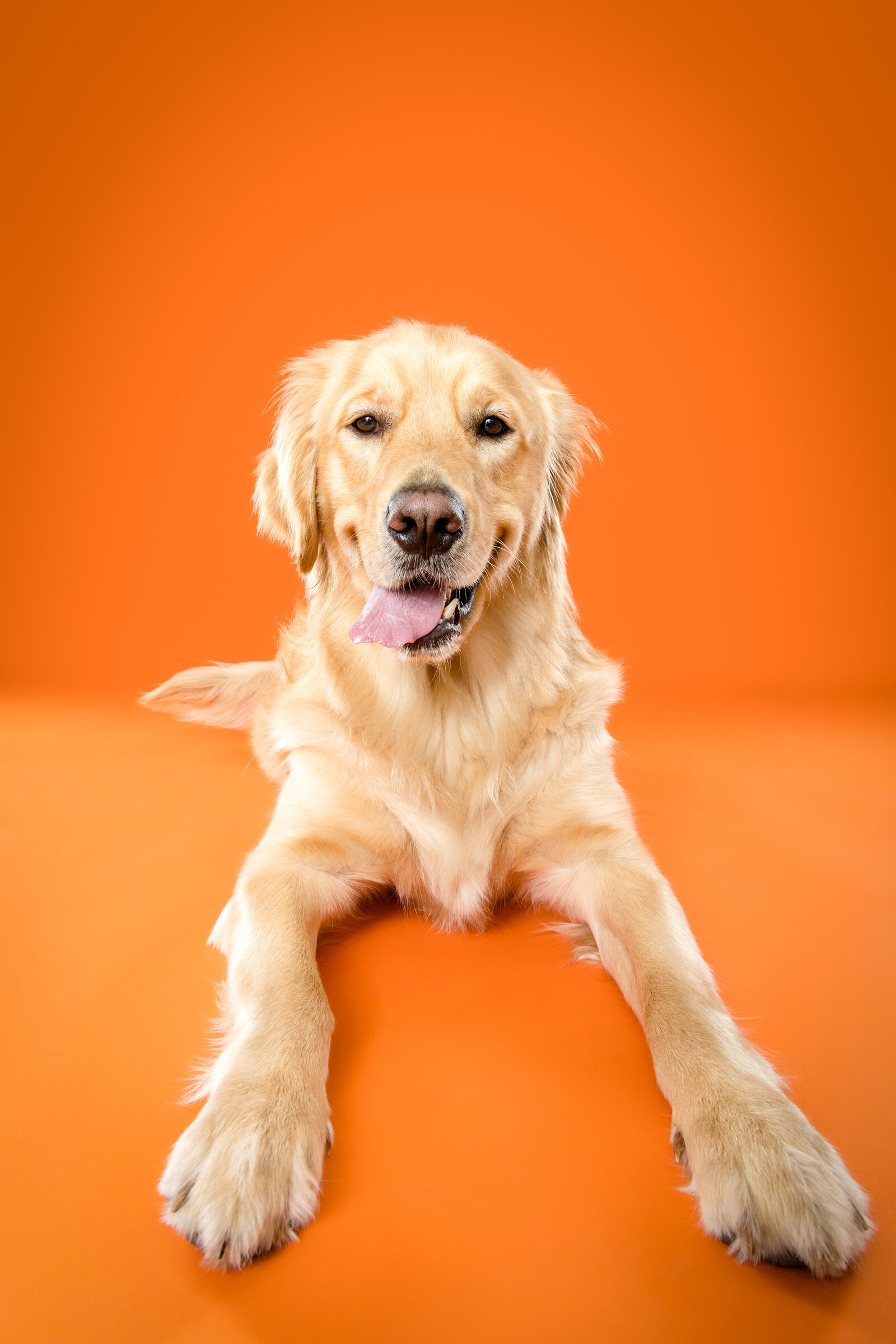 The Beloved Pup Photo Studio - South Eastern & Alabama Dog Photographer Portfolio 18