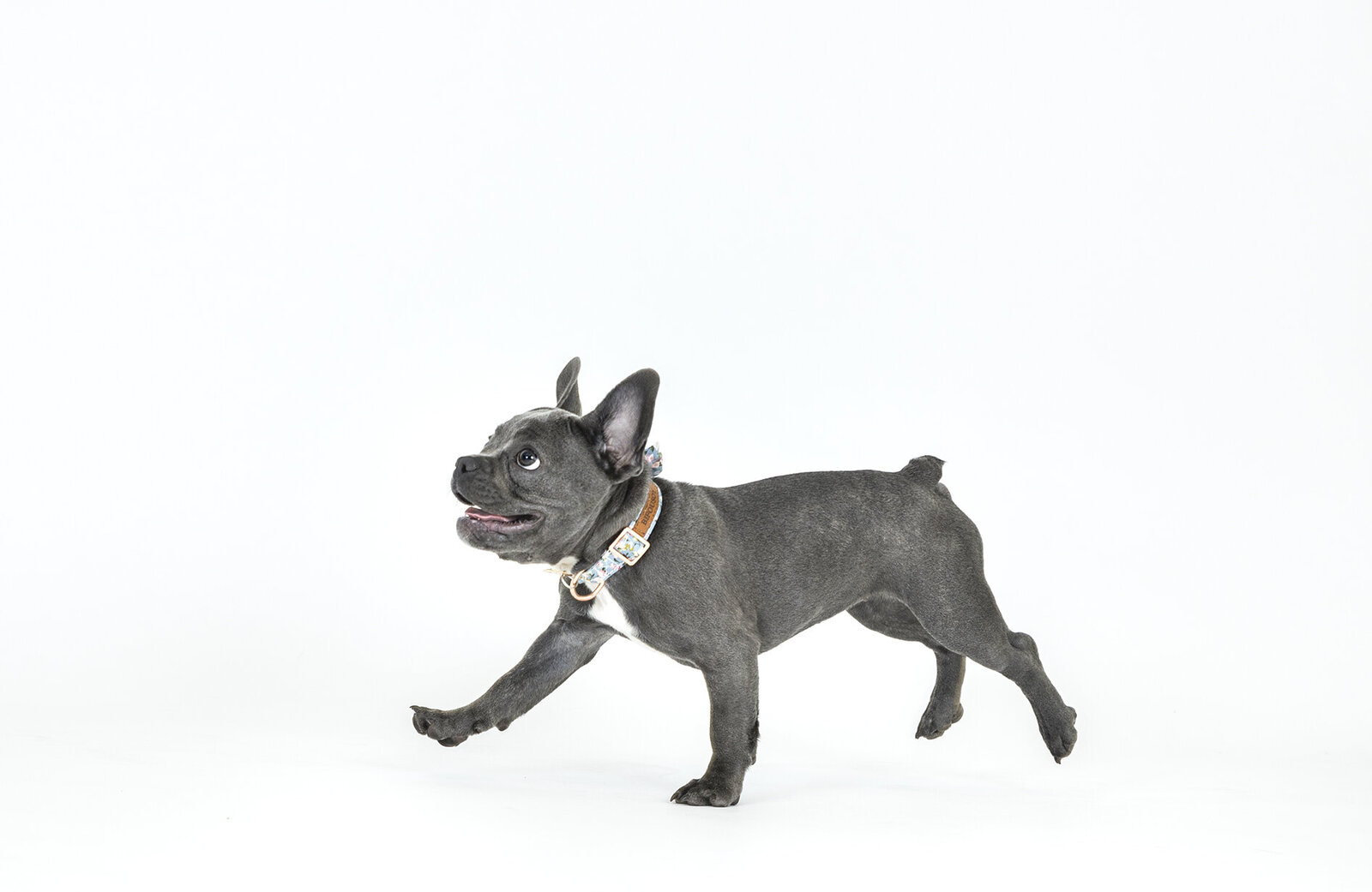 san diego dog photography 1 copy