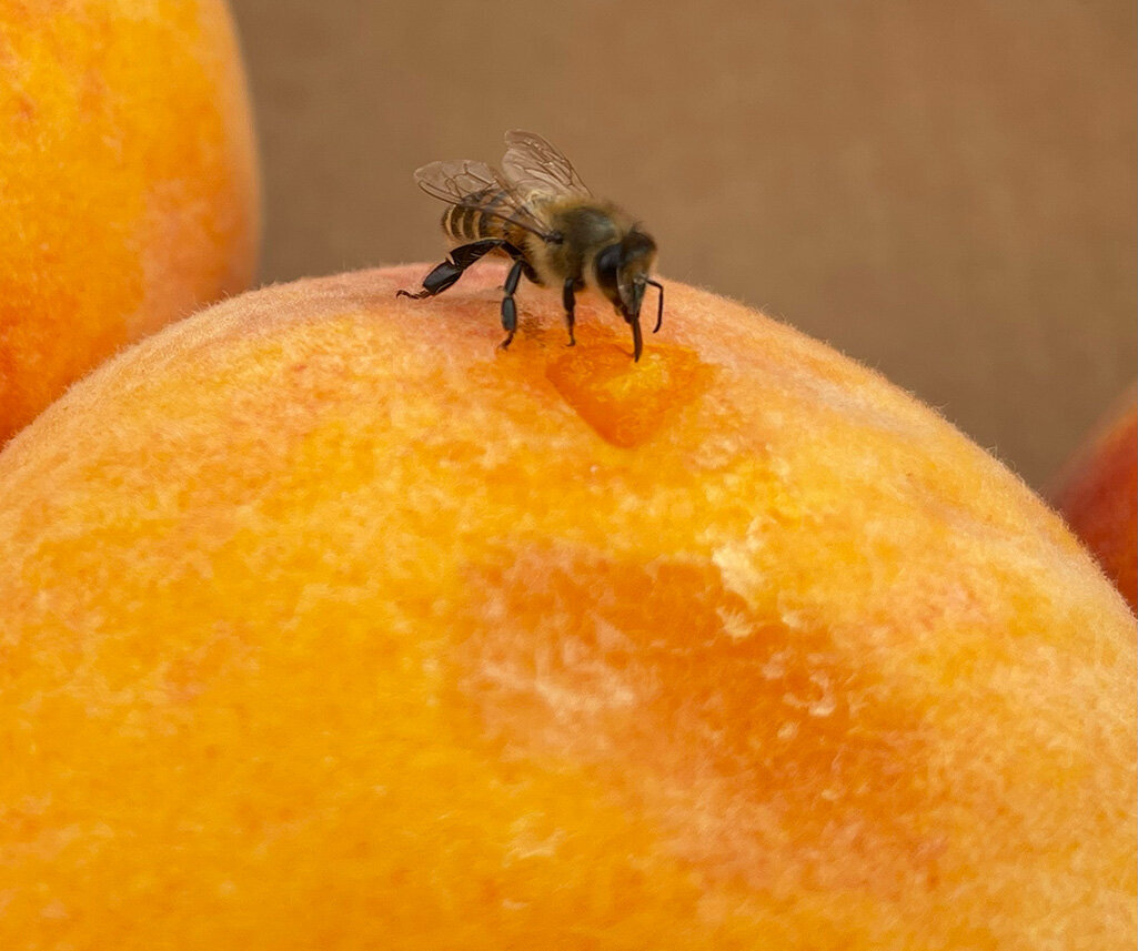 Bee drinking from a peach