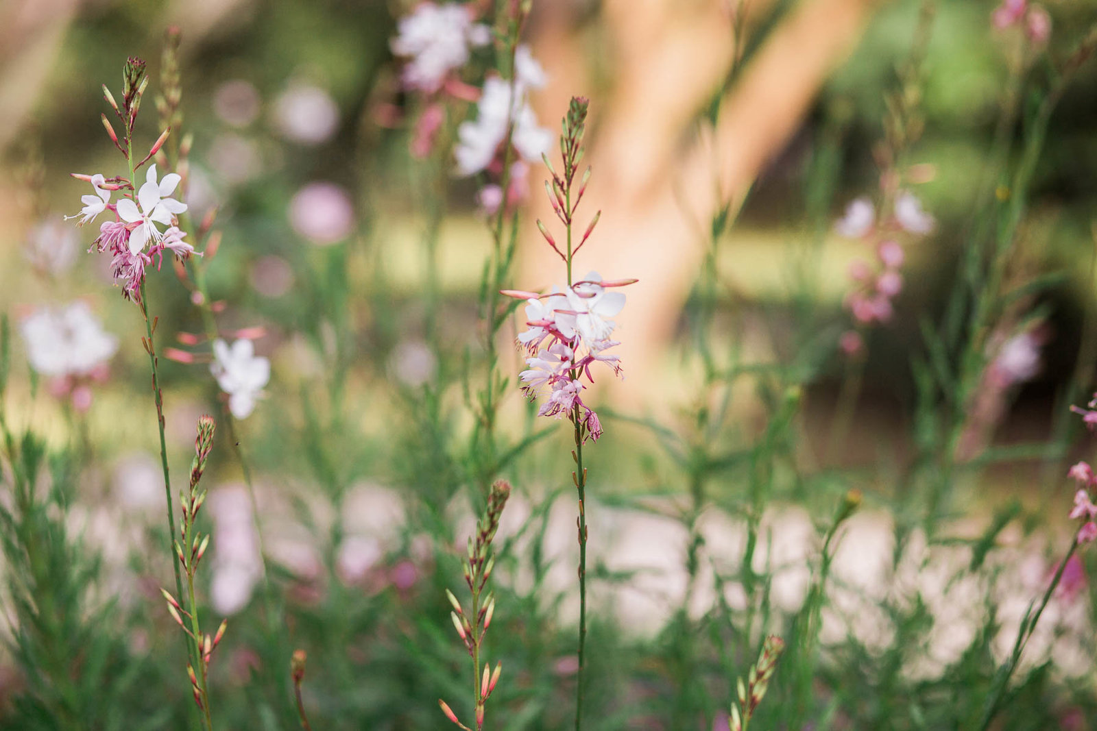 Pink and white wildflowers grow, Hampton Park, Charleston, South Carolina