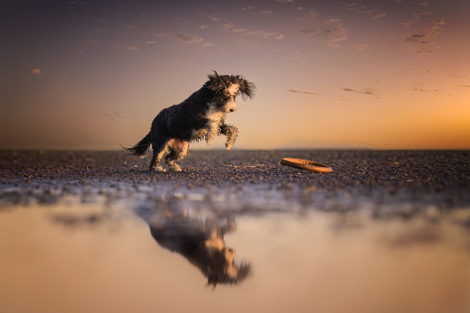 Pets-through-the-Lens-Photography-Surrey—Golden-Hour-Outdoor-Dog- Photoshoot