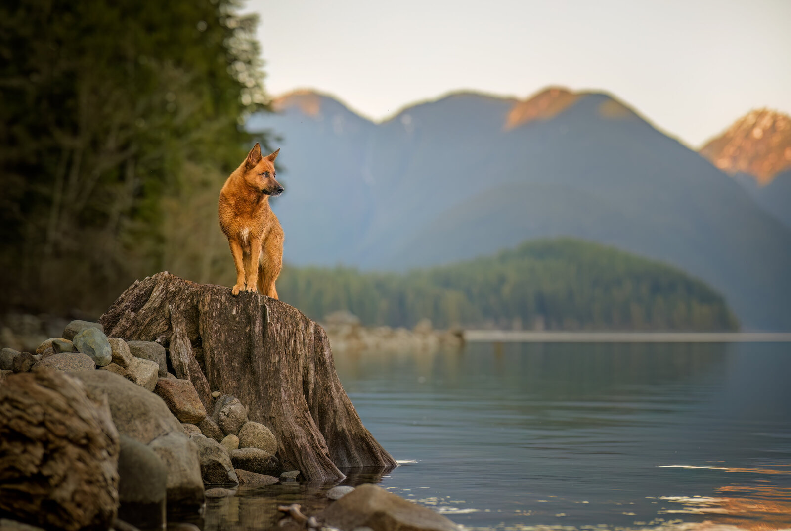 Pets-through-the-Lens-Photography-Maple-Ridge—Golden-Hour-Outdoor-Dog- Photoshoot