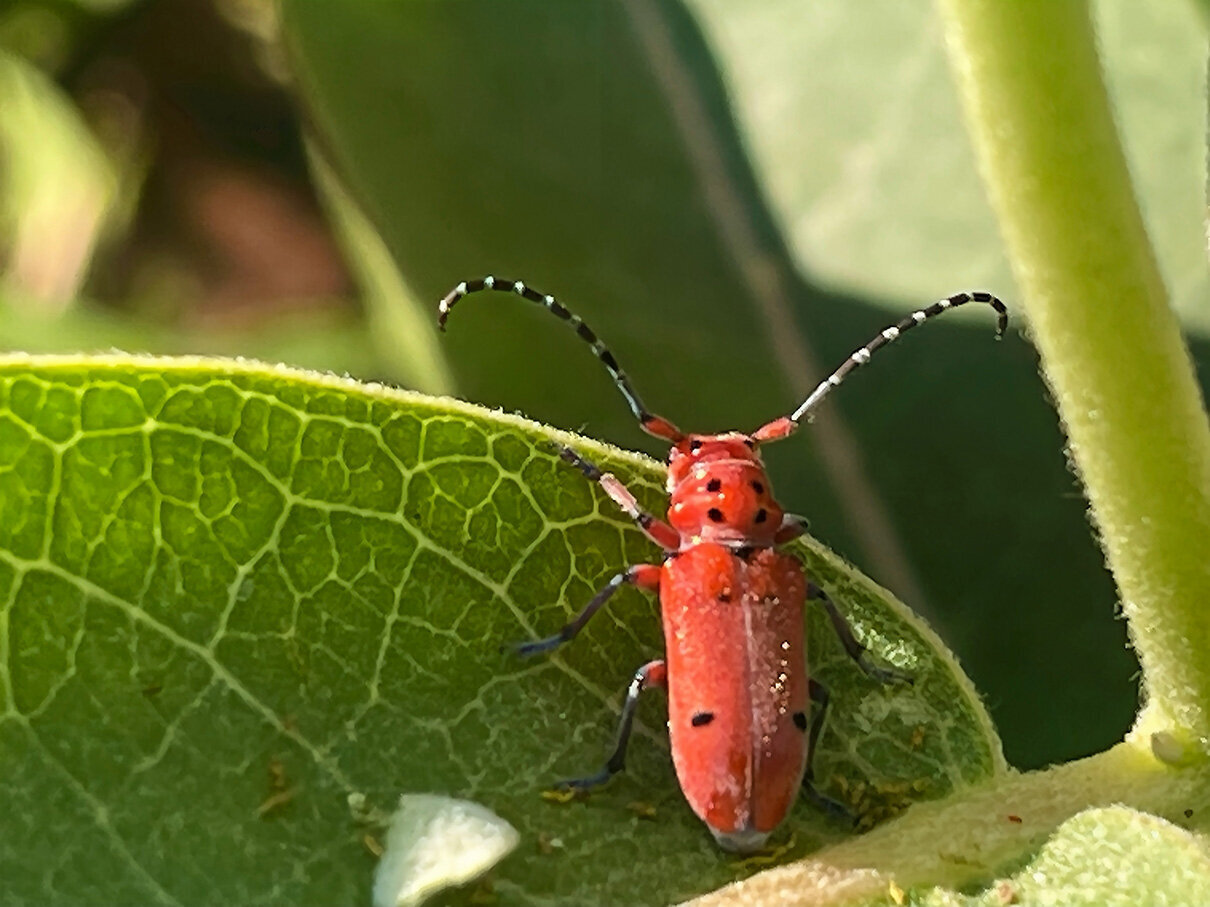 Red bug