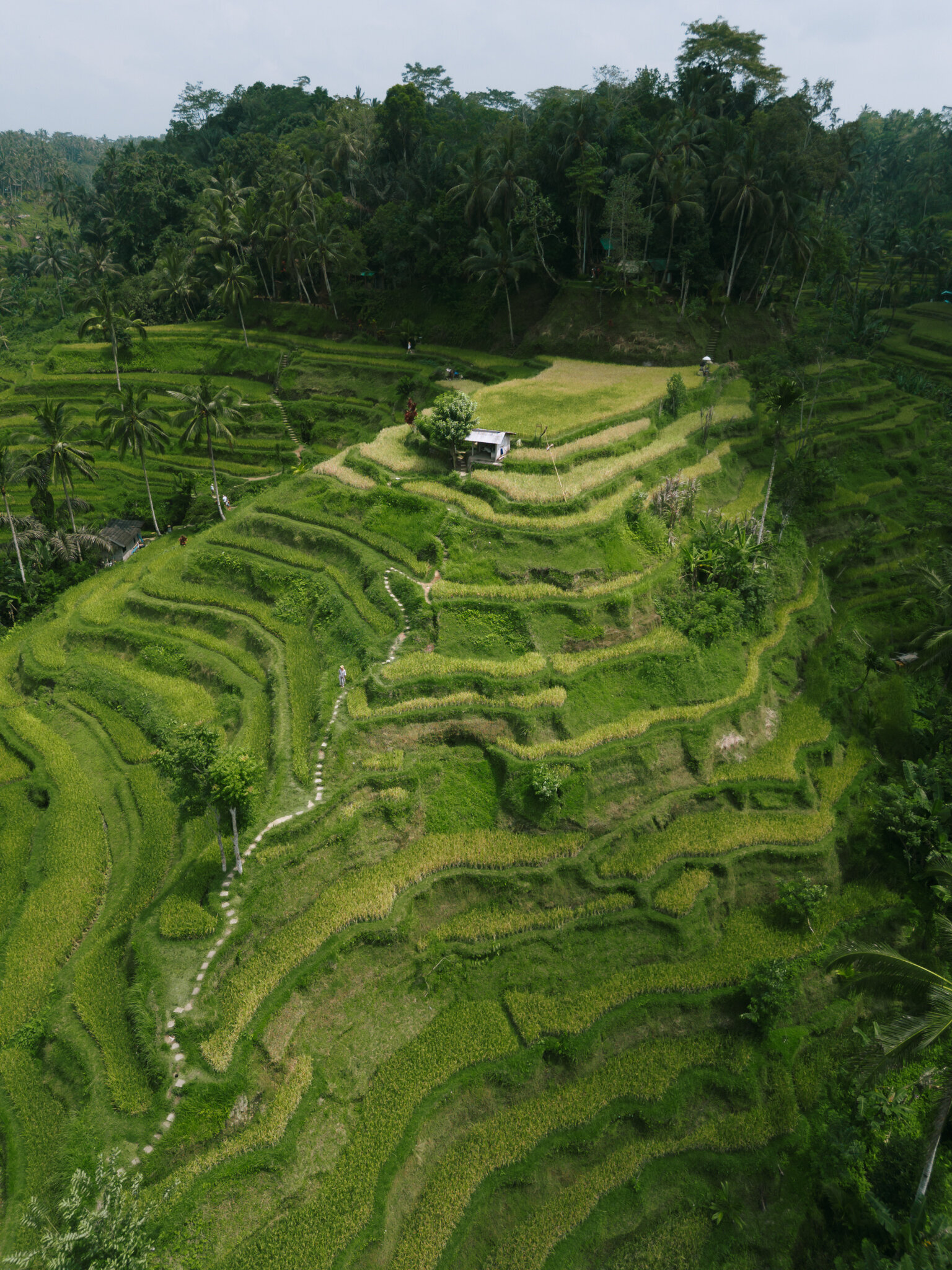 20241128-DJI_0015