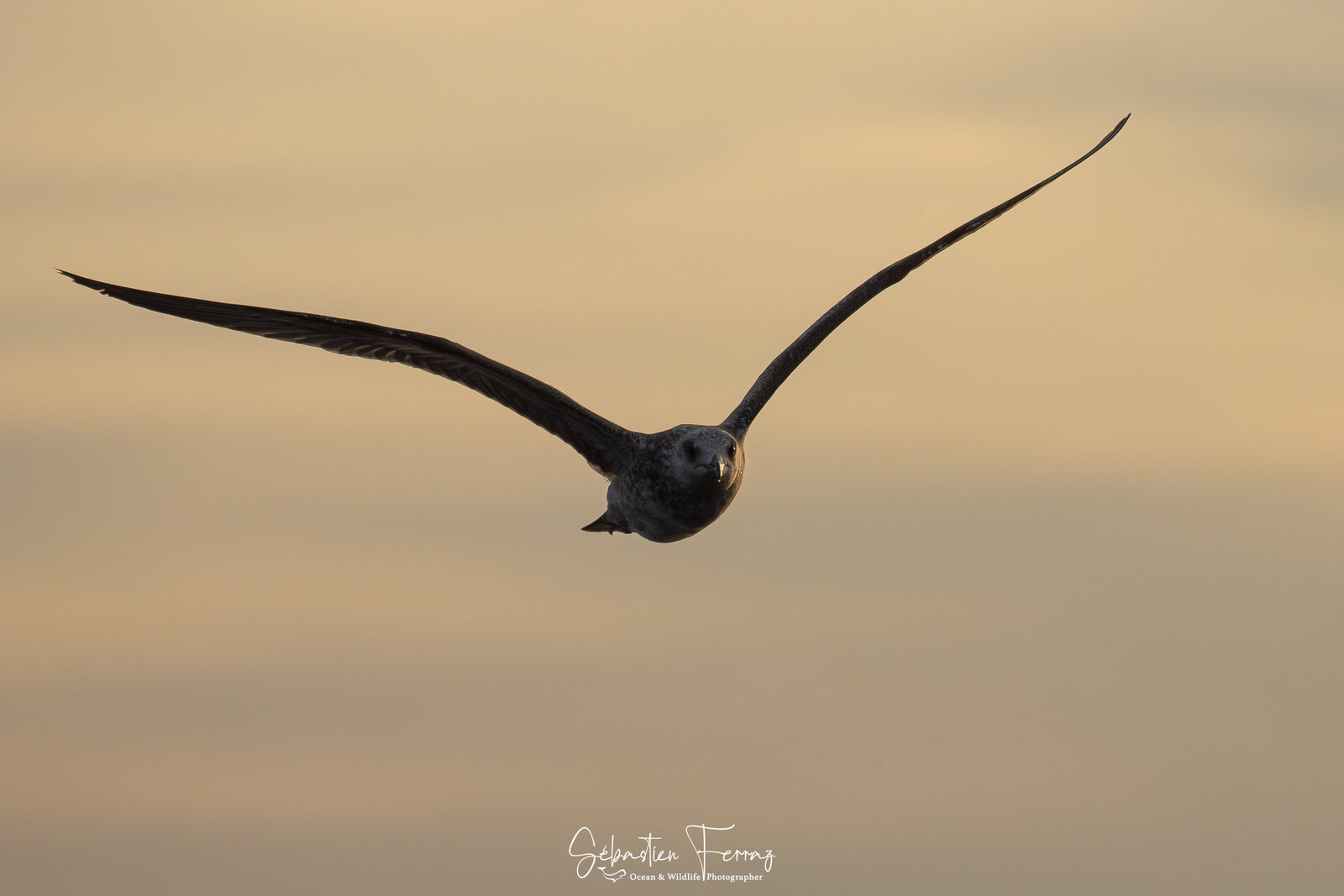 IMG_4641-Avec accentuation-Bruit