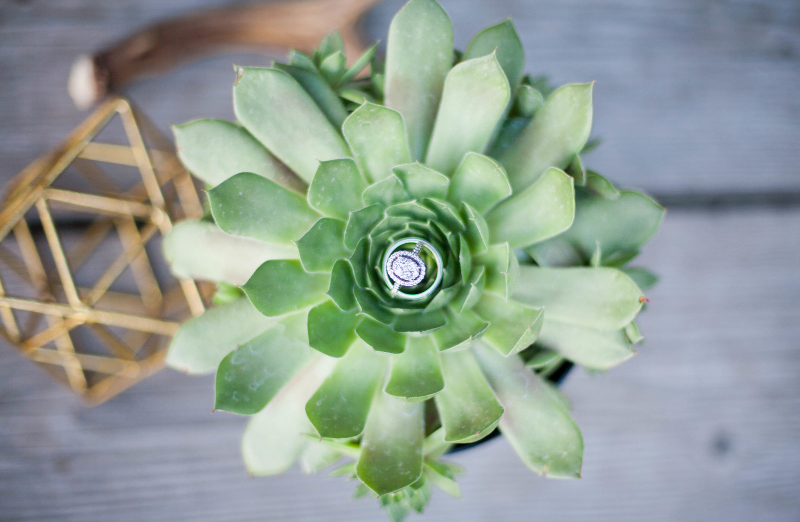 A pair of wedding rings sitting on a green succulent.