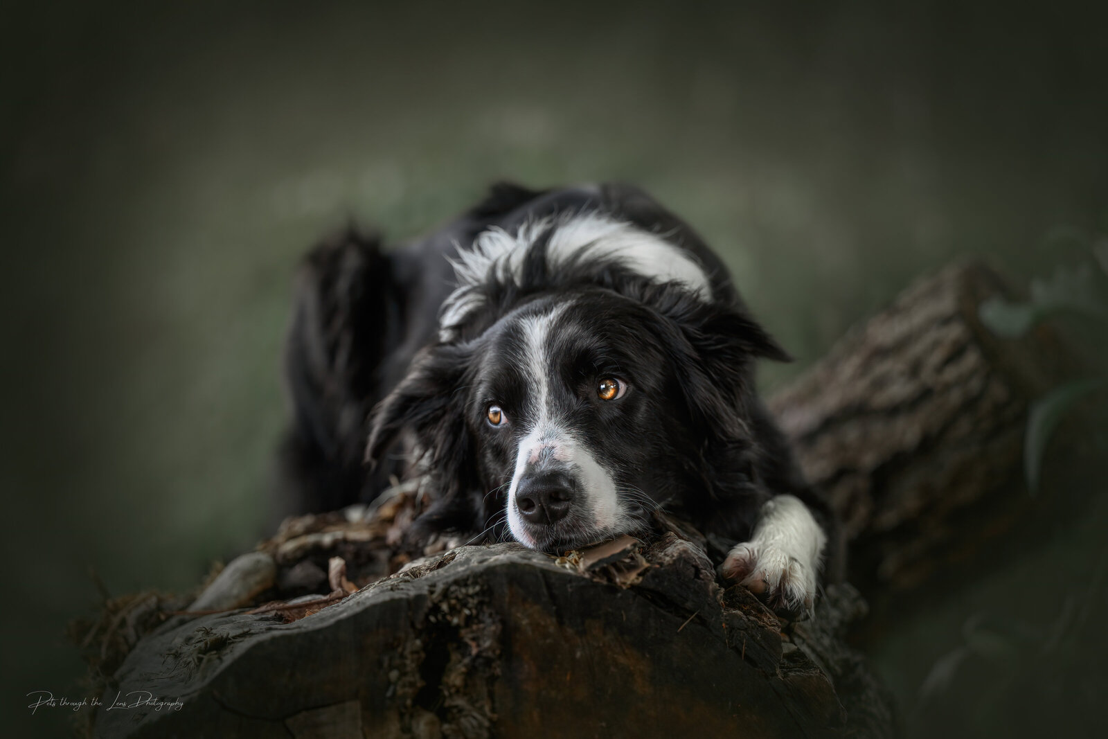 Pets-through-the-Lens-Photography-Outdoor-Fine-Art-Dog-Portrait