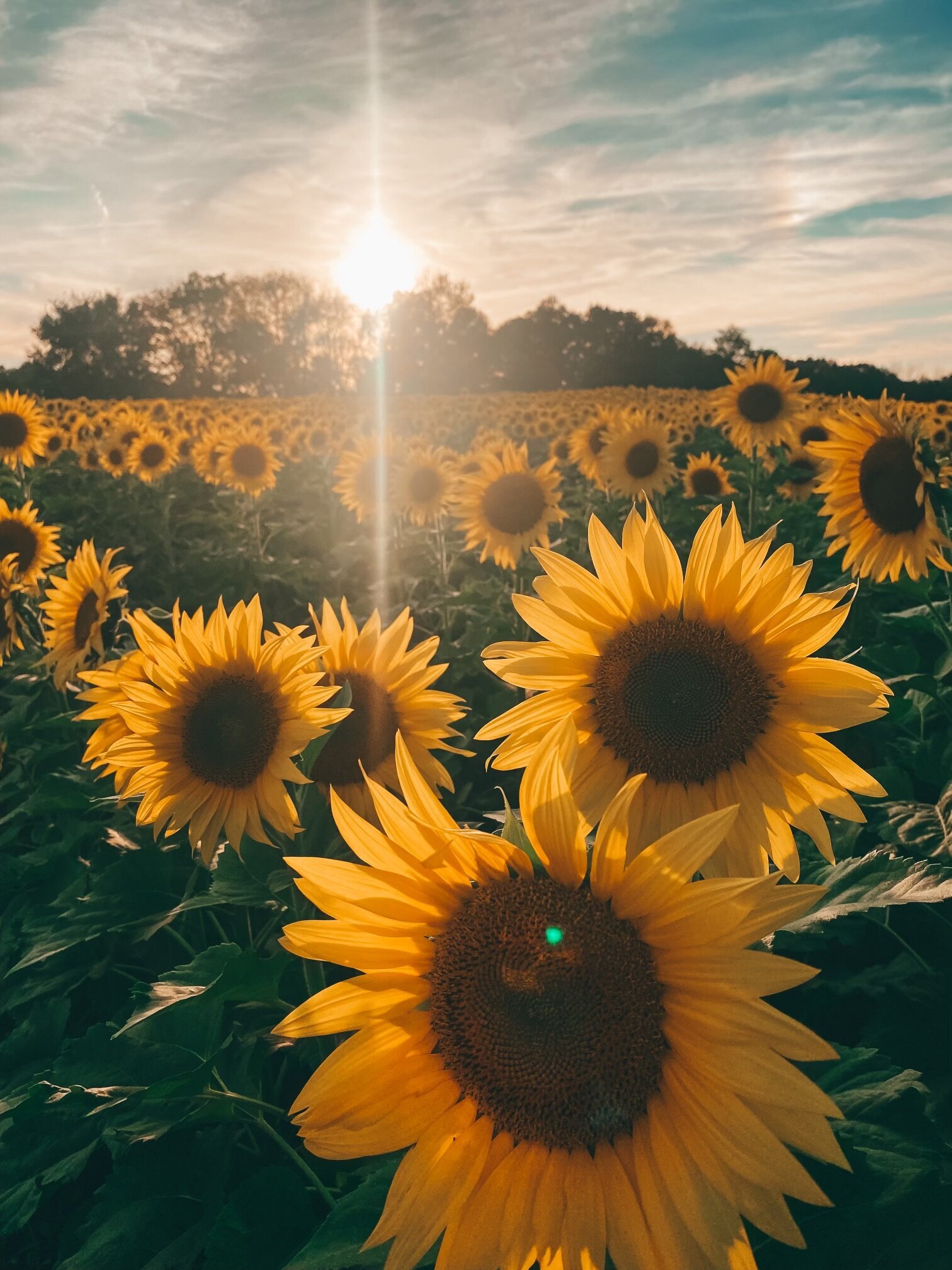 Sunflower Field 2023