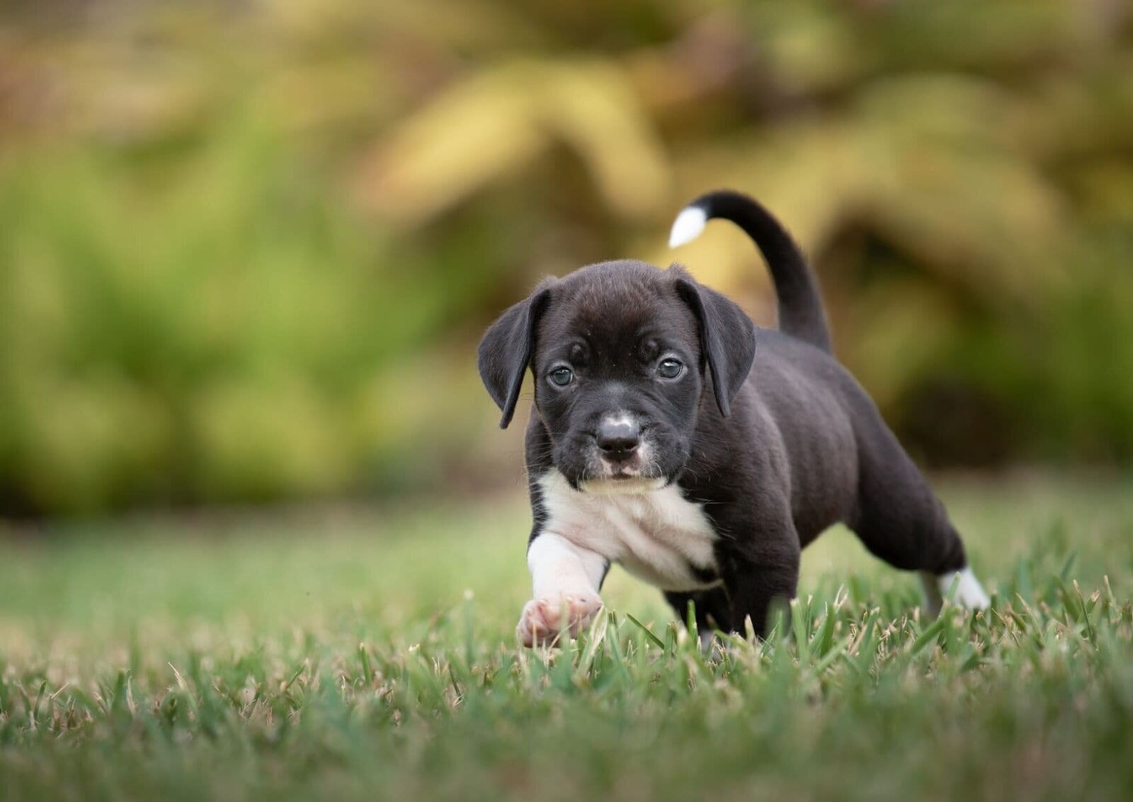 lilla-bordas-portraits-tampa-DOG-photographer1305_1