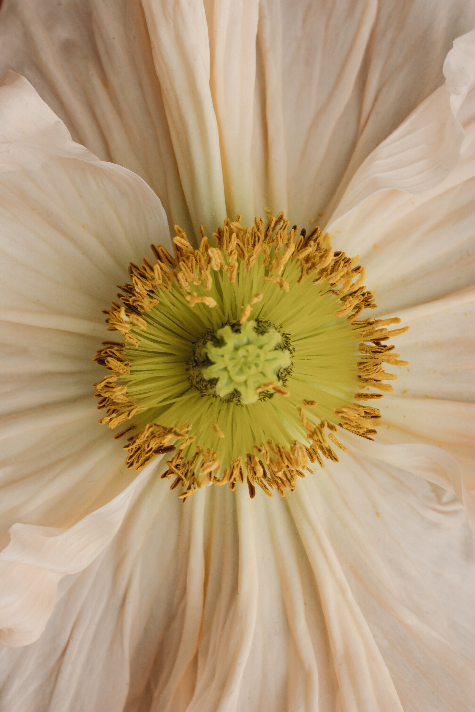 kaboompics_beautiful-bouquet-flower-arrangement-floral-composition-30480