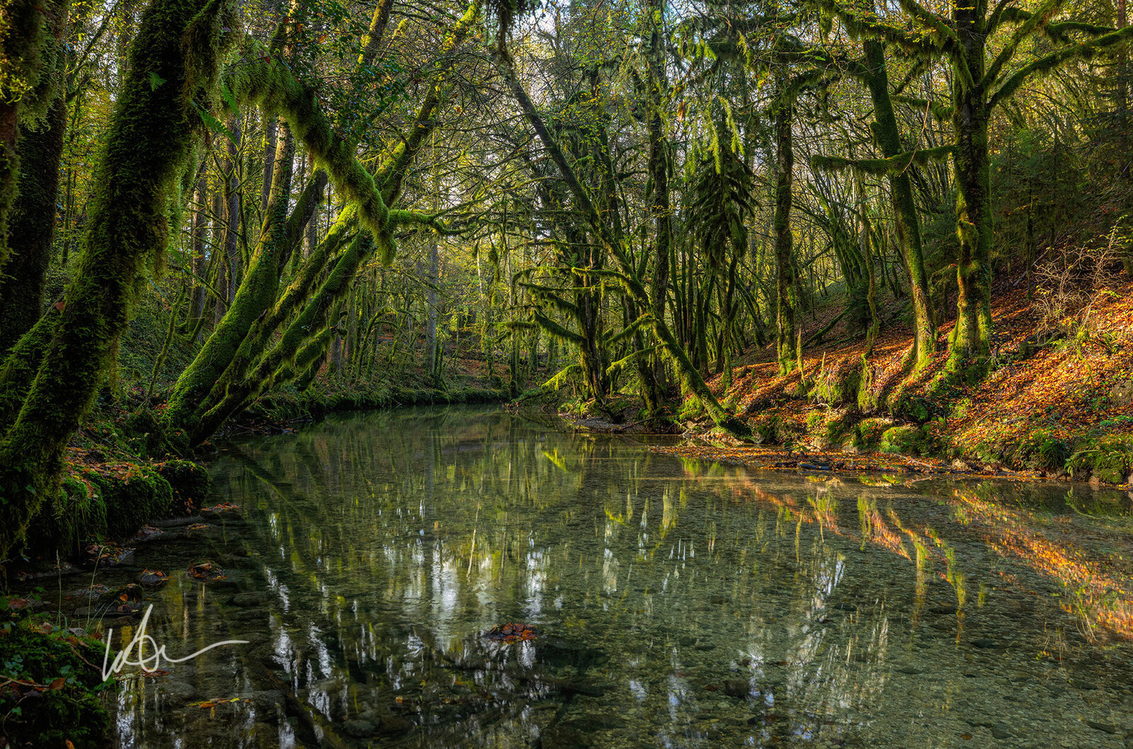 Saint Claude France forest sunrise