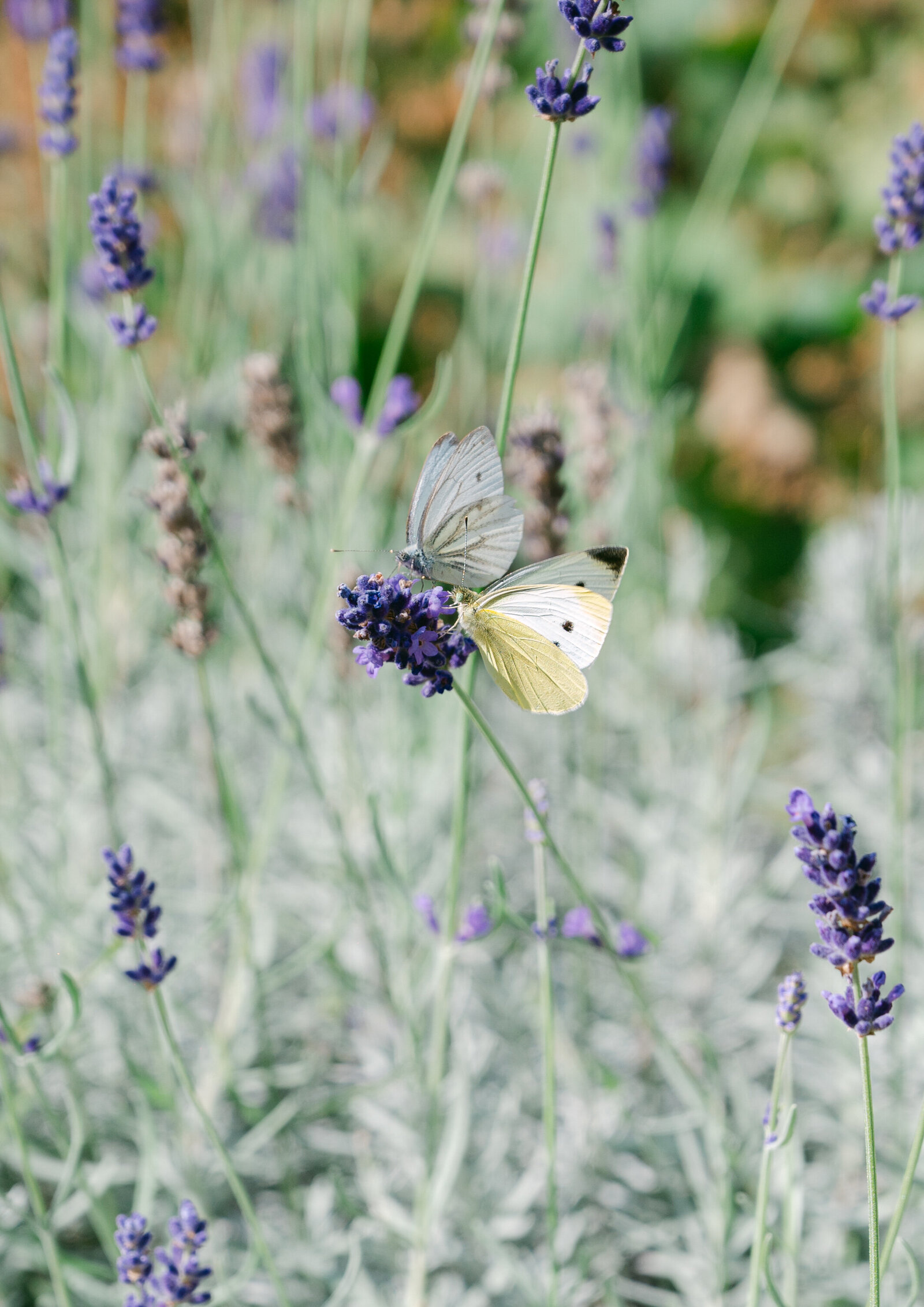 Sharon Gallardo Photography-73