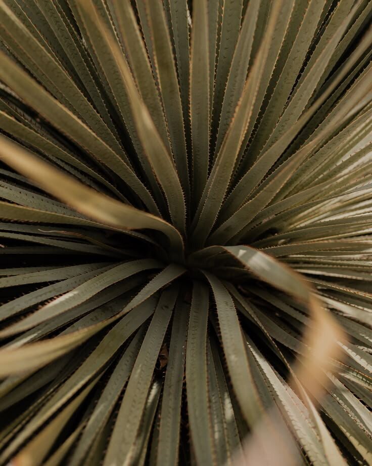 0c0cc07a43f1192f026bea8eaa06f529