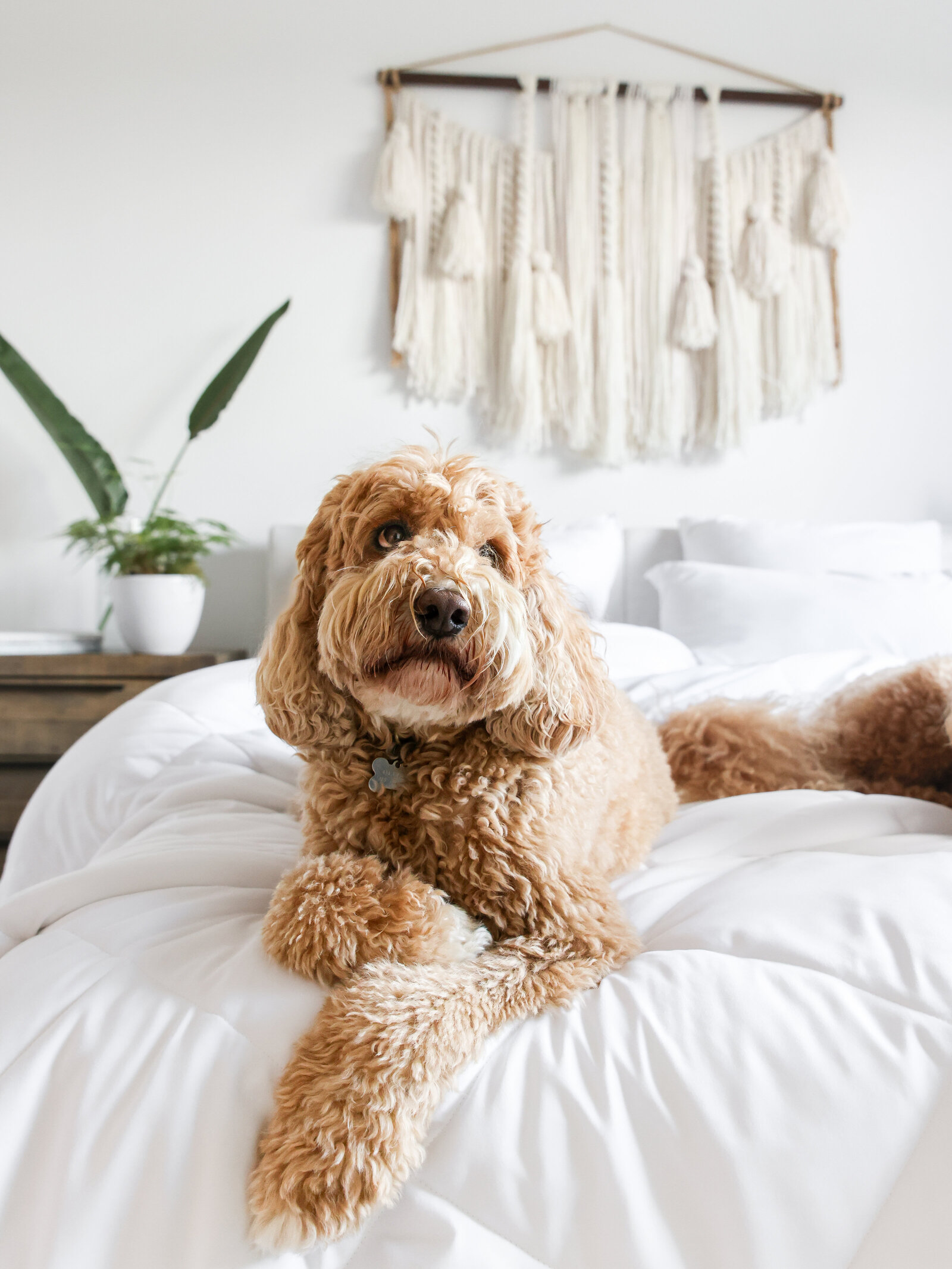 cozy airbnb lifestyle photography dog on bed  san diego best photographer