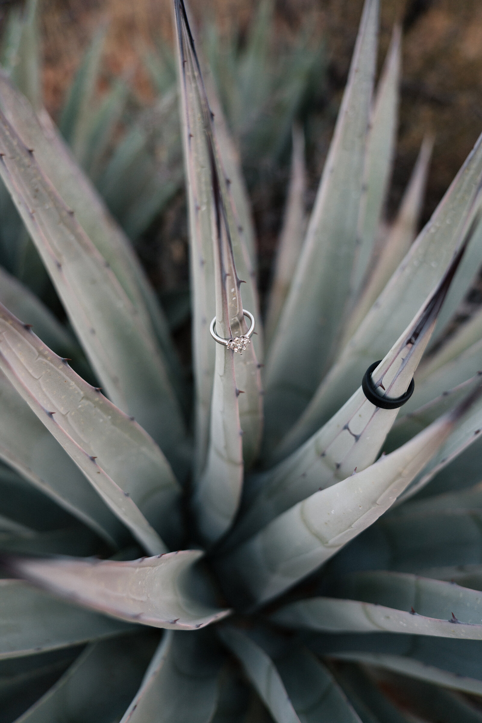 Close-up of wedding rings displayed on the tips of an agave plant during an elopement at Cathedral Rock in Sedona, Arizona, showcasing a unique desert-inspired detail shot.