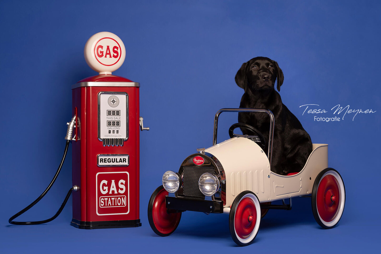 Zwarte labrador in een auto