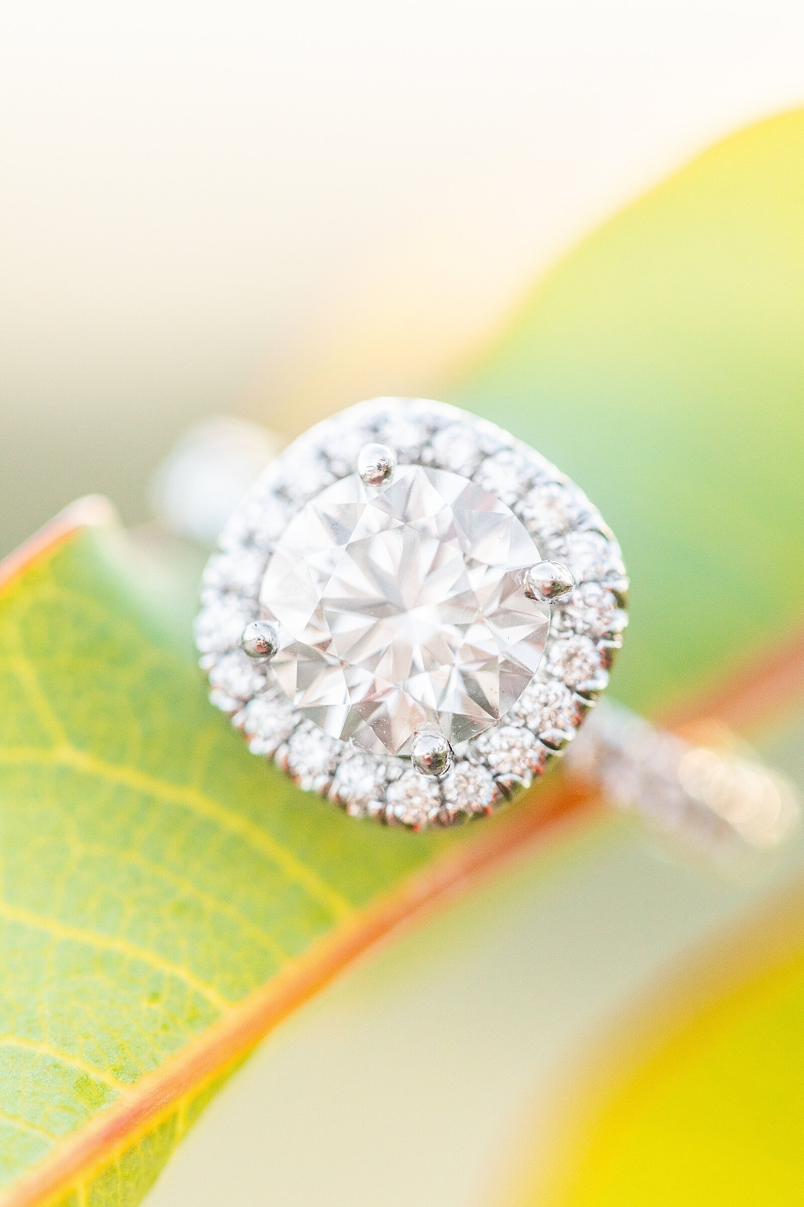 Round halo diamond engagement ring on tree branch in San Onofre in San Clemente.