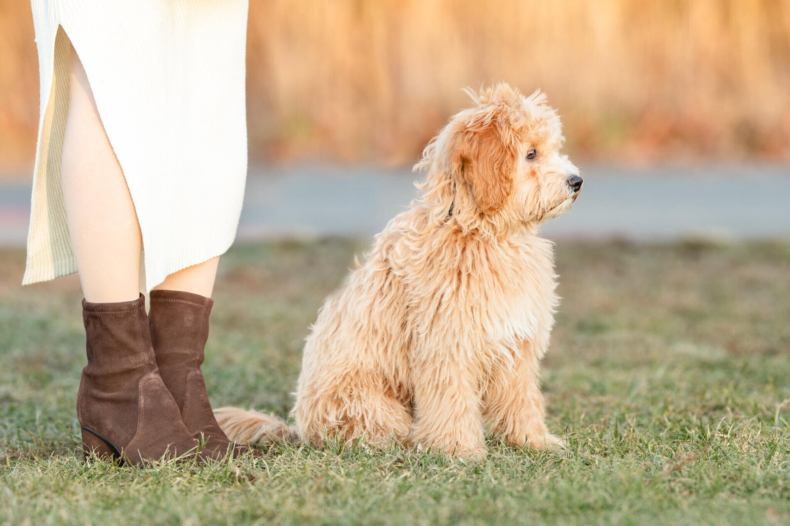 Golden Doodle puppy looking off into the distance sitting nest to Mom's feet