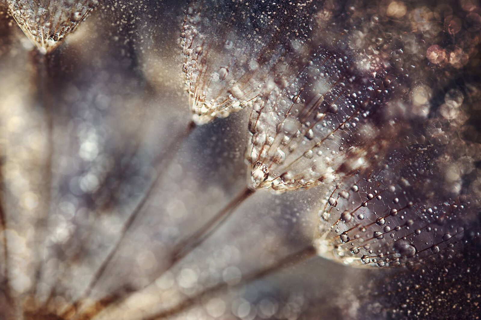 liz allen photography droplets on dandelion-3