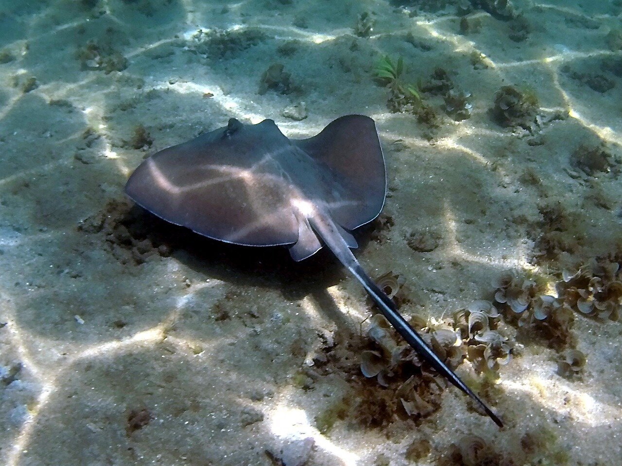 stingray-1742937_1280