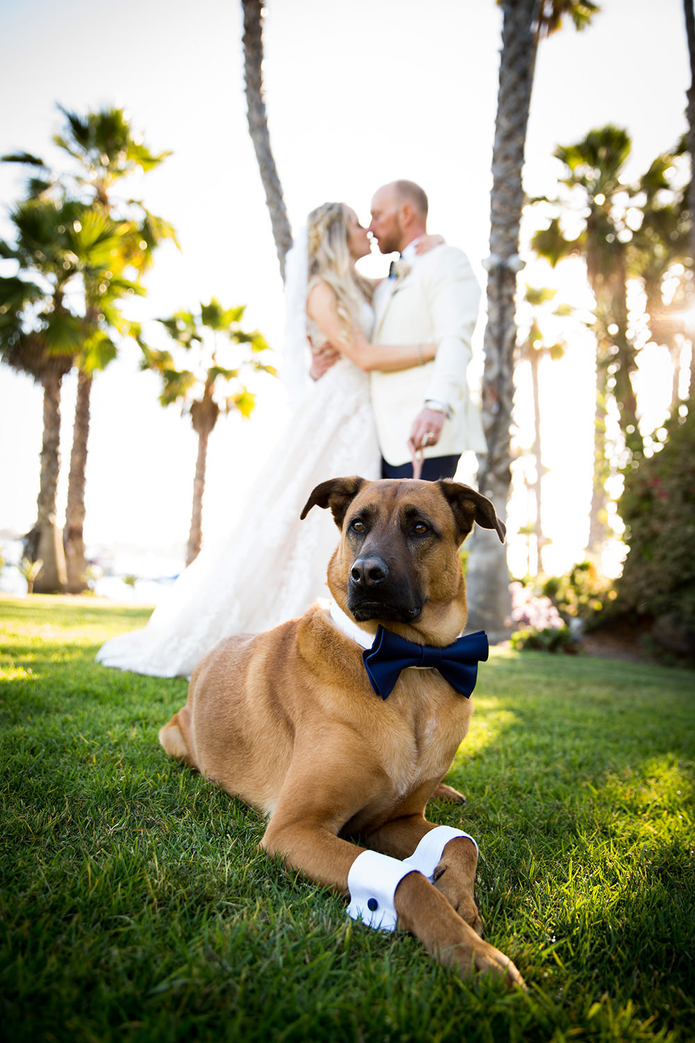 Mans best friend best man at Paradise Point